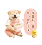 ポジティブな気持ちを伝える☆垂れ耳柴犬（個別スタンプ：24）