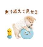ポジティブな気持ちを伝える☆垂れ耳柴犬（個別スタンプ：25）