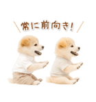 ポジティブな気持ちを伝える☆垂れ耳柴犬（個別スタンプ：28）