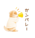 ポジティブな気持ちを伝える☆垂れ耳柴犬（個別スタンプ：29）