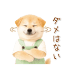 ポジティブな気持ちを伝える☆垂れ耳柴犬（個別スタンプ：33）