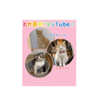わが家のニャンTube☆2（個別スタンプ：1）