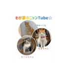 わが家のニャンTube☆2（個別スタンプ：2）