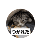 わが家のニャンTube☆2（個別スタンプ：4）
