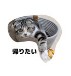 わが家のニャンTube☆2（個別スタンプ：5）
