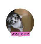わが家のニャンTube☆2（個別スタンプ：6）