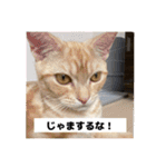 わが家のニャンTube☆2（個別スタンプ：9）