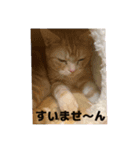 わが家のニャンTube☆2（個別スタンプ：10）
