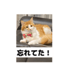 わが家のニャンTube☆2（個別スタンプ：11）