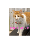 わが家のニャンTube☆2（個別スタンプ：12）