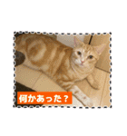 わが家のニャンTube☆2（個別スタンプ：14）