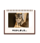 わが家のニャンTube☆2（個別スタンプ：15）