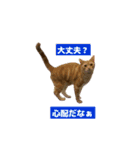 わが家のニャンTube☆2（個別スタンプ：16）