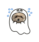 ポメプーのぷぷ2（個別スタンプ：1）