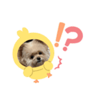 ポメプーのぷぷ2（個別スタンプ：2）