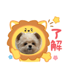 ポメプーのぷぷ2（個別スタンプ：5）
