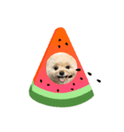 ポメプーのぷぷ2（個別スタンプ：6）