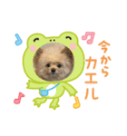 ポメプーのぷぷ2（個別スタンプ：7）