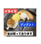 わが家のニャンTube☆3（個別スタンプ：1）