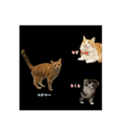 わが家のニャンTube☆3（個別スタンプ：3）