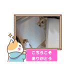 わが家のニャンTube☆3（個別スタンプ：4）