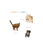 わが家のニャンTube☆3（個別スタンプ：5）