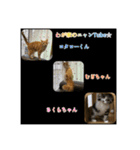 わが家のニャンTube☆3（個別スタンプ：7）