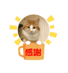 わが家のニャンTube☆3（個別スタンプ：9）