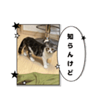 わが家のニャンTube☆3（個別スタンプ：10）