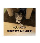 わが家のニャンTube☆3（個別スタンプ：12）