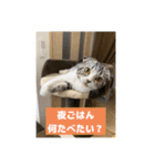 わが家のニャンTube☆3（個別スタンプ：14）
