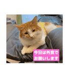 わが家のニャンTube☆3（個別スタンプ：15）