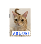 わが家のニャンTube☆3（個別スタンプ：16）