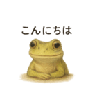 カエルのごあいさつセット（個別スタンプ：2）