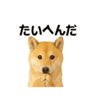 柴犬☆日常会話☆（個別スタンプ：3）