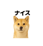 柴犬☆日常会話☆（個別スタンプ：5）
