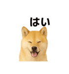 柴犬☆日常会話☆（個別スタンプ：10）