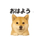 柴犬☆日常会話☆（個別スタンプ：12）