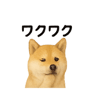 柴犬☆日常会話☆（個別スタンプ：13）