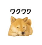 柴犬☆日常会話☆（個別スタンプ：16）