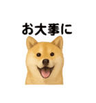 柴犬☆日常会話☆（個別スタンプ：20）