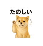 柴犬☆日常会話☆（個別スタンプ：30）
