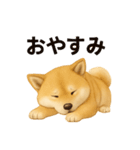 柴犬☆日常会話☆（個別スタンプ：33）