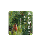 鳥のつぶやき 写真編（個別スタンプ：1）