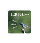 鳥のつぶやき 写真編（個別スタンプ：2）
