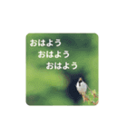 鳥のつぶやき 写真編（個別スタンプ：3）