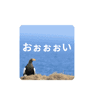 鳥のつぶやき 写真編（個別スタンプ：6）