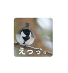 鳥のつぶやき 写真編（個別スタンプ：7）