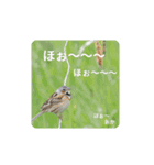鳥のつぶやき 写真編（個別スタンプ：8）