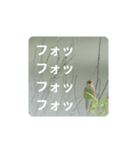 鳥のつぶやき 写真編（個別スタンプ：9）